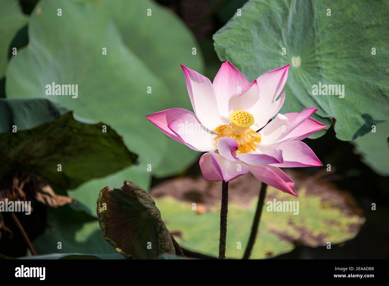 Rosa Lotusblume, Mekong Delta, Vietnam Stockfoto