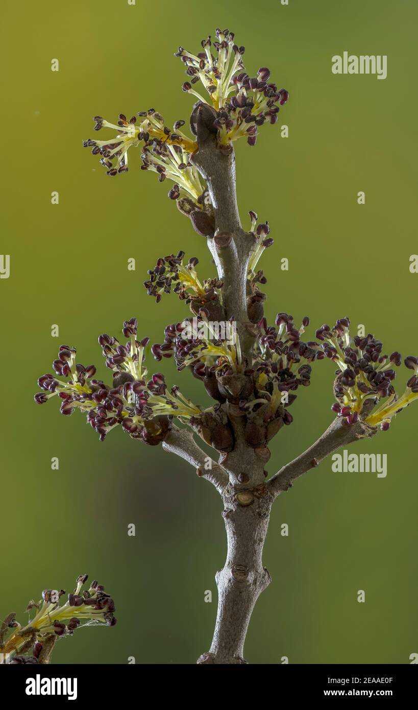 Die sich öffnenden Blüten der schmal-blättrigen Asche, Fraxinus angustifolia, mit sichtbaren Staubgefäßen. Stockfoto