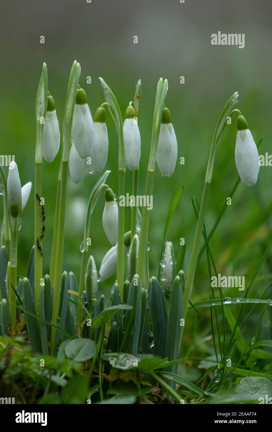 Schneeglöckchen, Galanthus nivalis, im Winter in Blüte. Eingebürgert in Großbritannien. Stockfoto