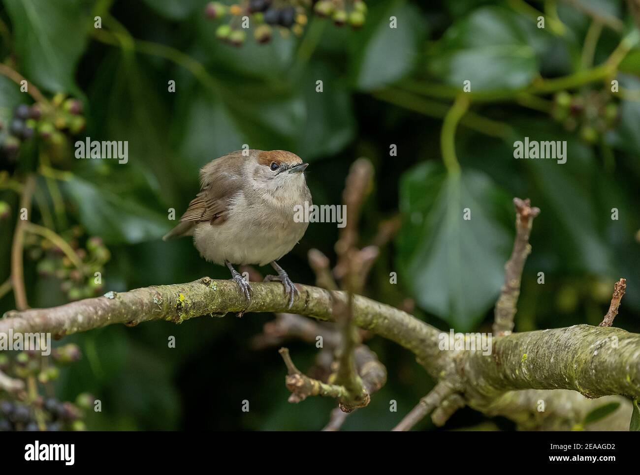 Weibliche Blackcap, Sylvia atricapilla, auf Zweig in Apfelbaum im Winter, auf der Suche nach Mistelbeeren. Stockfoto