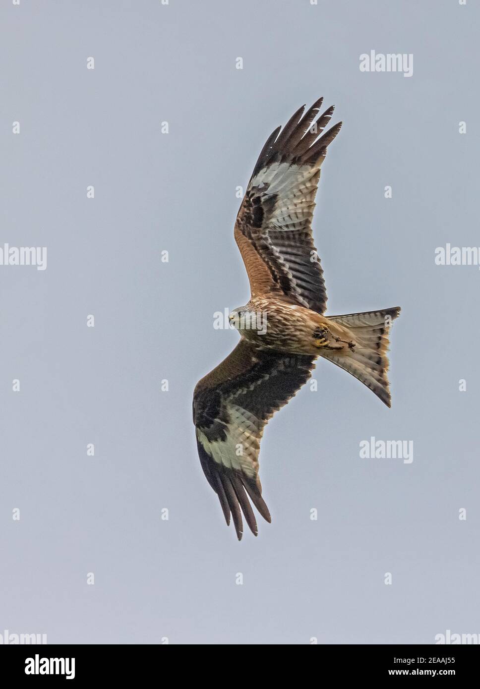 Red Kite, Milvus milvus, im Flug im Winter, nach Nahrung zu schnaken. Dorset. Stockfoto