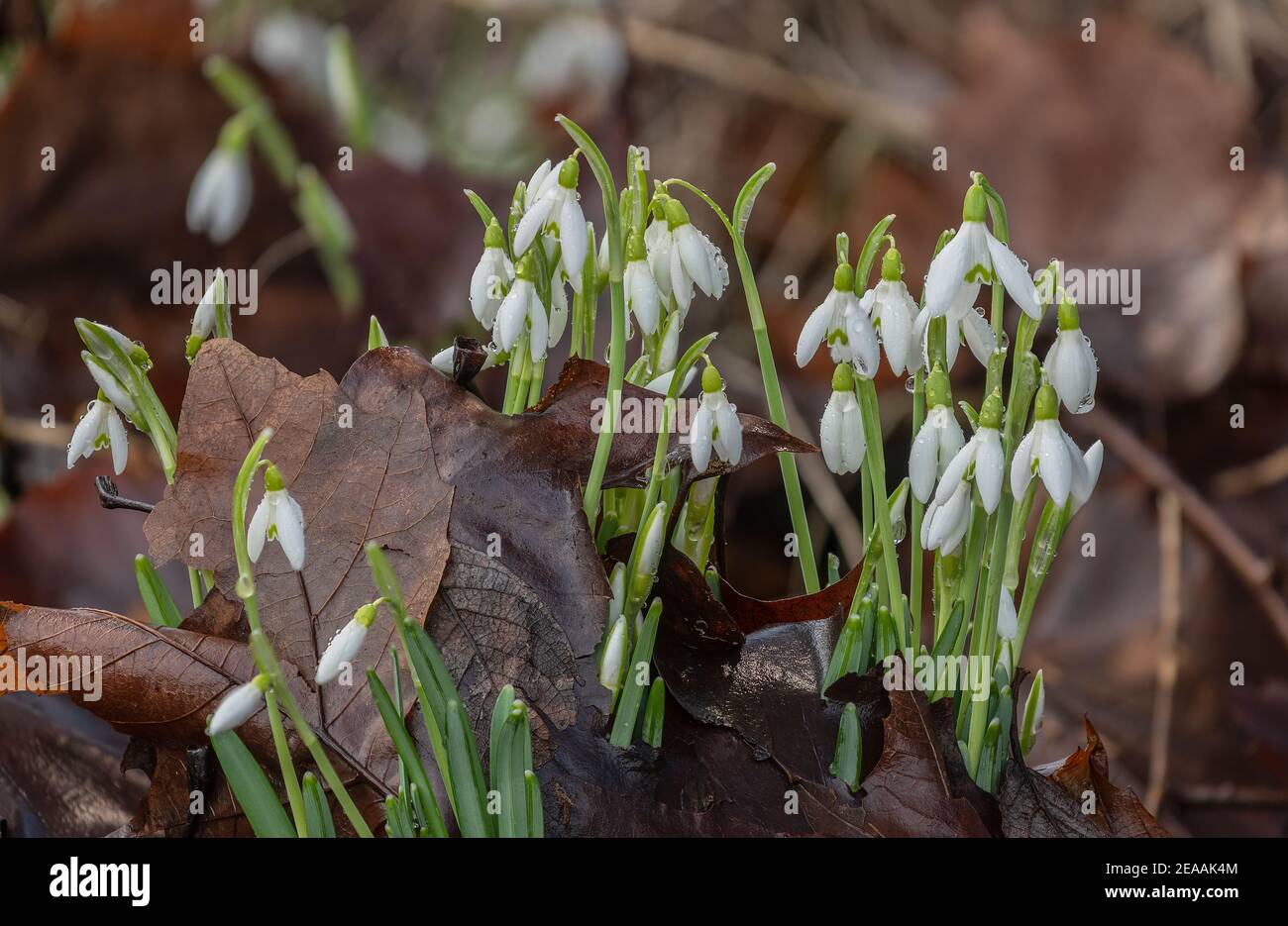 Schneeglöckchen, Galanthus nivalis, im Winter in Blüte, schiebt sich durch tote Blätter. Eingebürgert in Großbritannien. Stockfoto