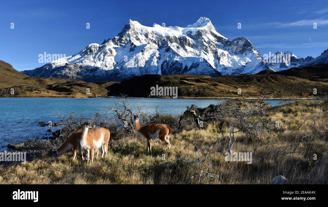 Guanacos vor dem Cuernos und Lake Pehoe, Torres del Paine Nationalpark, Patagonien, Chile Stockfoto