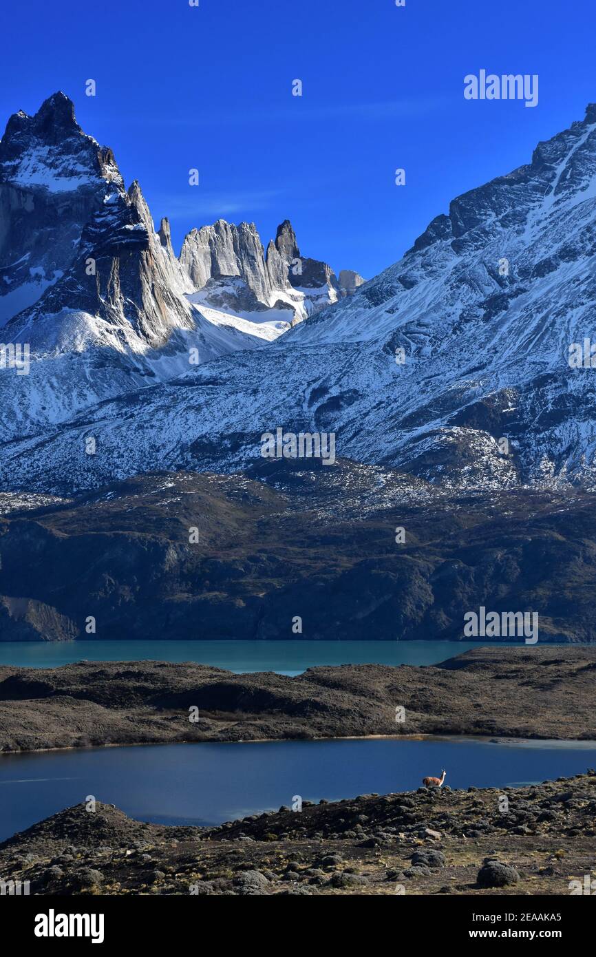 Guanaco vor dem Lago Nordenskjol und den cuernos im Torres del Paine Nationalpark, Patagonien, Chile Stockfoto