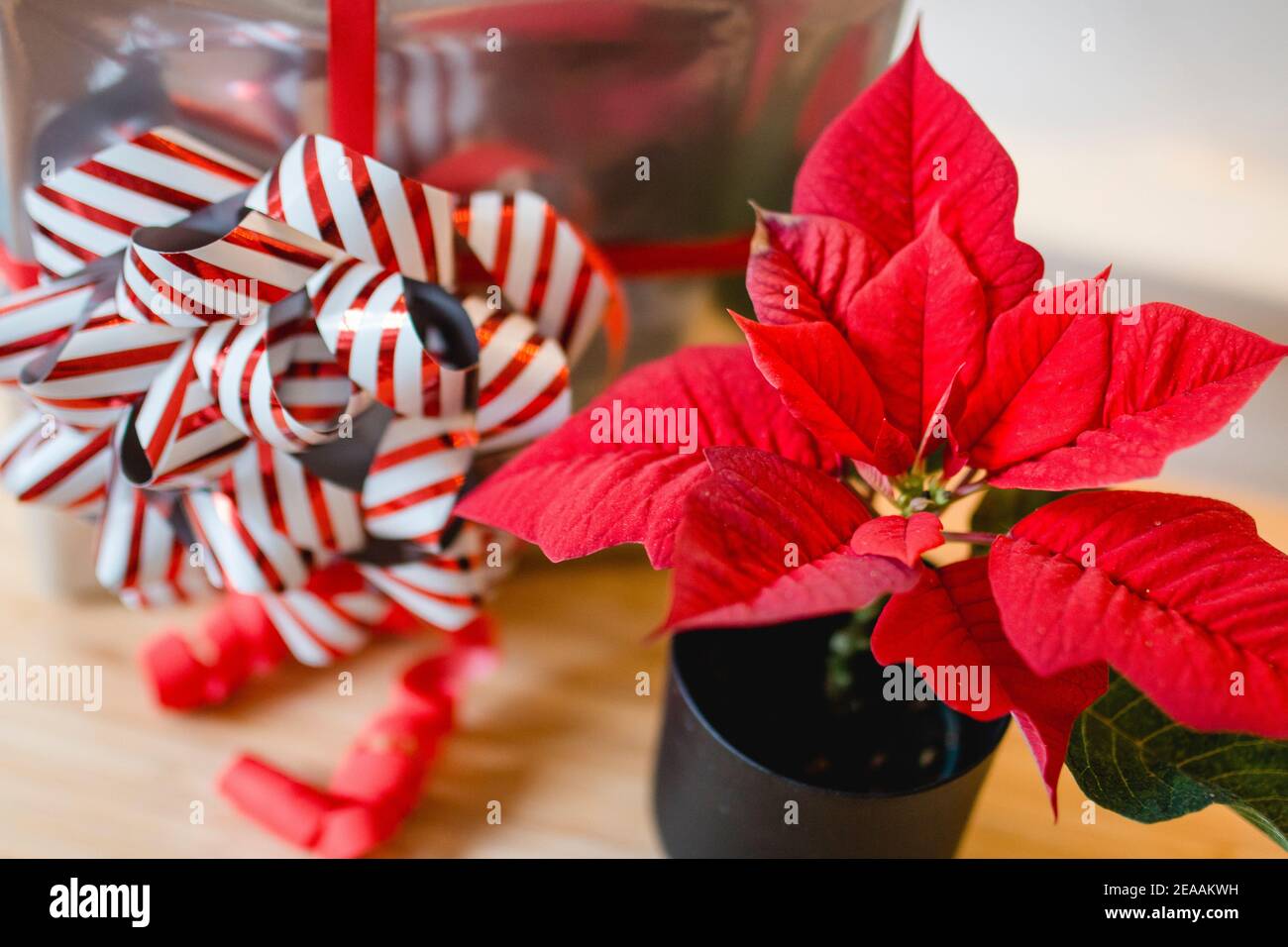 Weihnachtsgeschenk in Silber mit einem großen rot und weiß Bogen und Adventsstern (Weihnachtsstern oder Weihnachtsstern) in rot Stockfoto