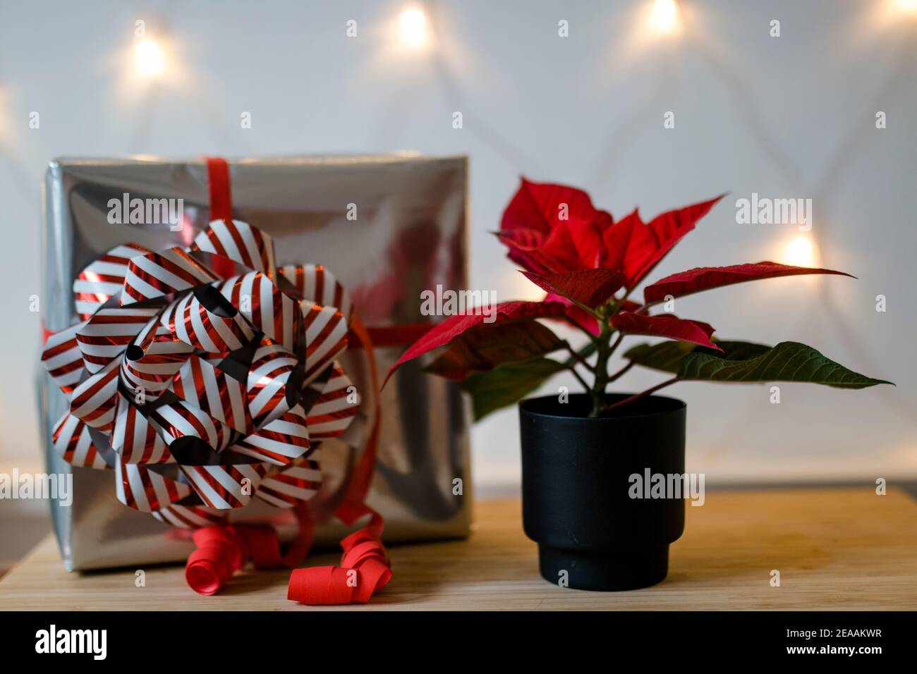 Weihnachtsgeschenk in Silber mit großer rot-weißer Schleife und Adventsstern (Weihnachtsstern oder Weihnachtsstern) in Rot vor einer Lichterkette, romantische, weihnachtliche Atmosphäre Stockfoto