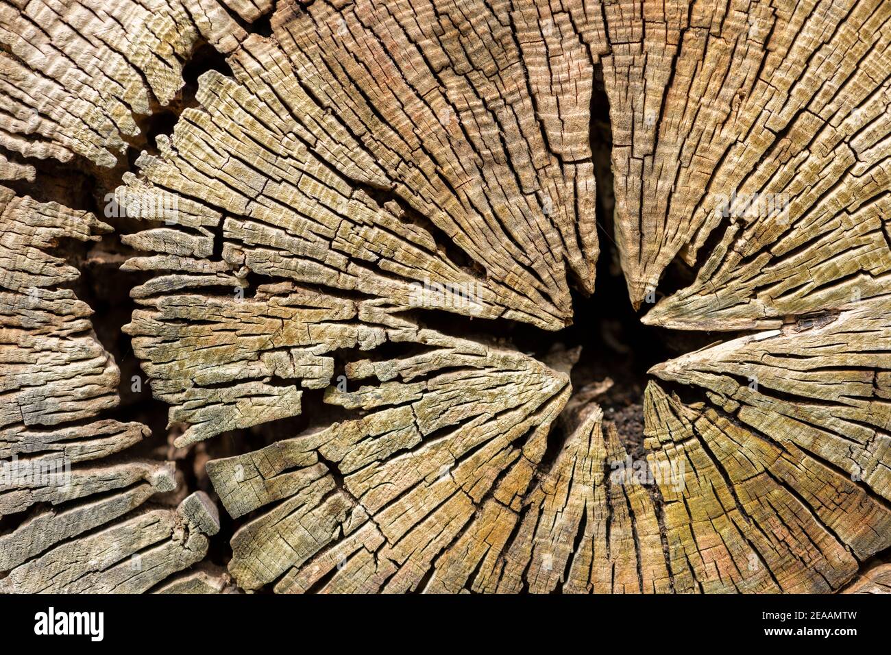 Baumscheibe mit trocknenden Rissen Stockfotografie - Alamy