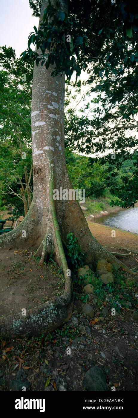 Antigua Wallings Dam Regenwald Gesäßter Baum Stockfoto