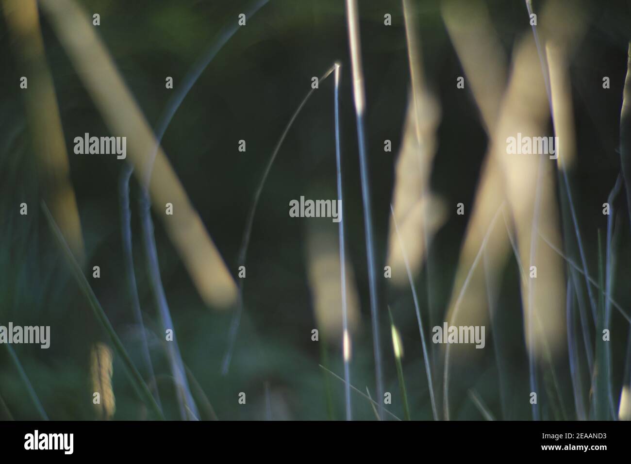 Natur, nicht fokussiert, abstrakt Stockfoto