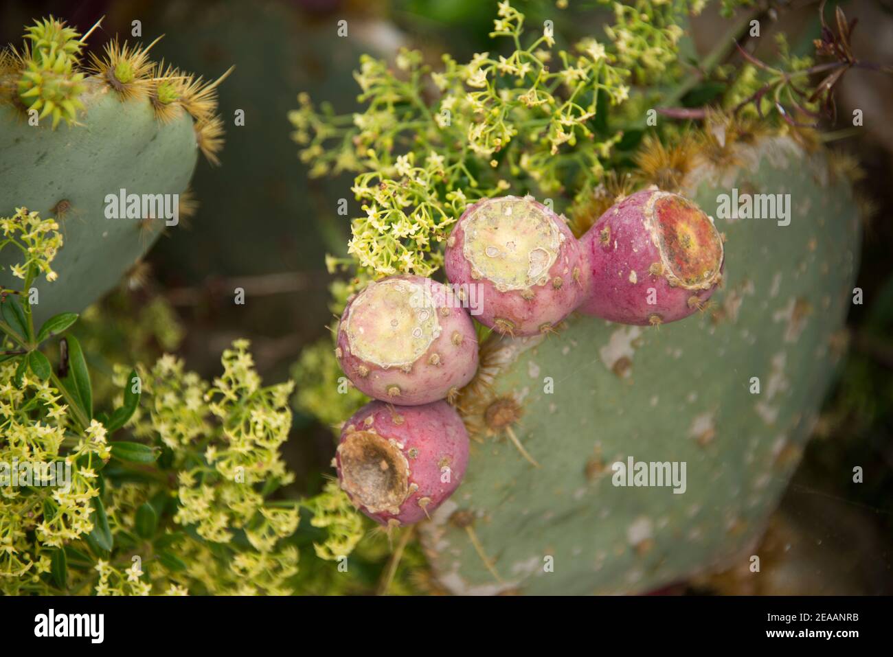 Kaktusbirne im Garten Botanicactus auf Mallorca Stockfoto