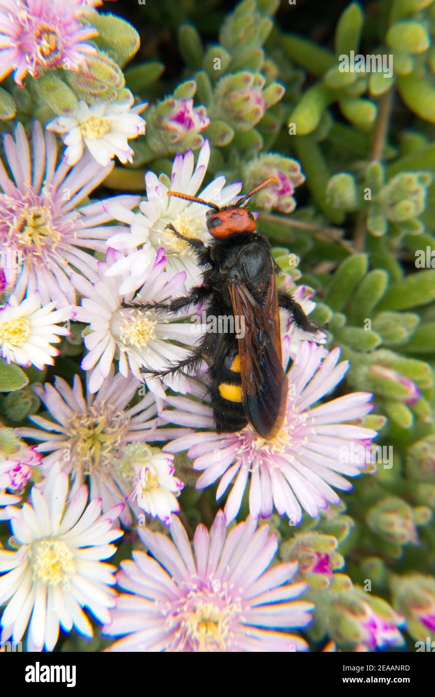 Zartrosa Mittagsblumen mit Insekten im Botanicactus Garten Auf Mallorca Stockfoto