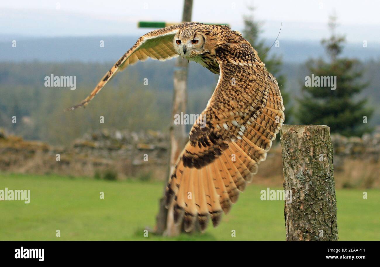 Langohreule in Großbritannien Stockfoto