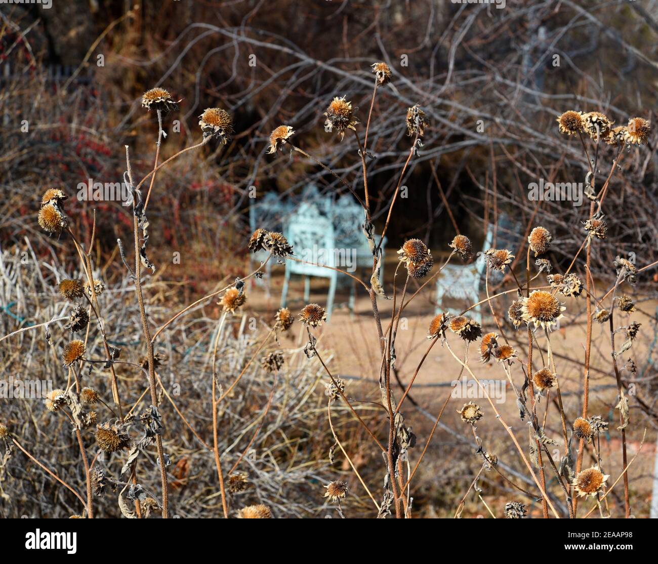 Gusseisen Gartenmöbel sitzt in einem Garten im Hinterhof im Winter mit den getrockneten Reste von Sonnenblumen, die blühte im letzten Sommer gefüllt. Stockfoto