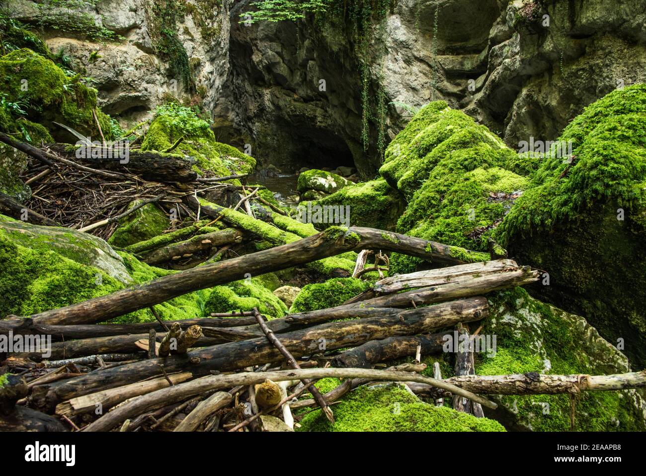 Treibholz auf moosbedeckten Felsen, Areuse Gorge Stockfoto