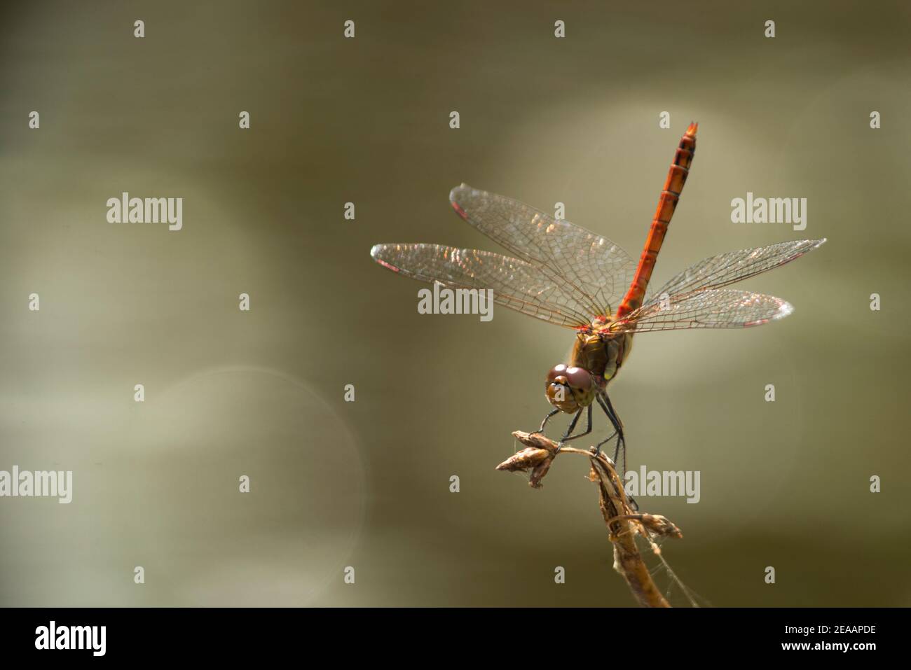 rote Libelle Stockfoto