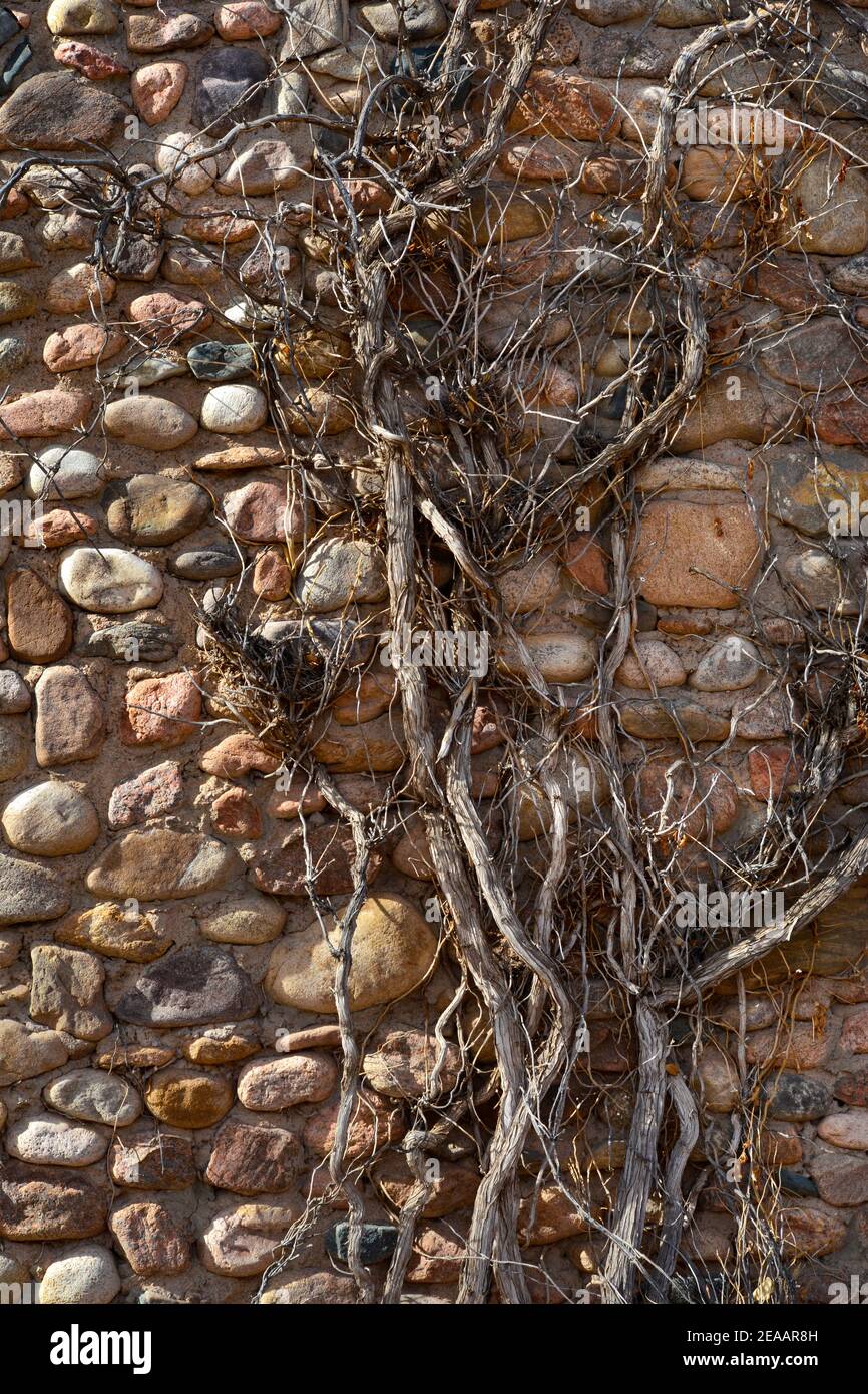Eine Rebe wächst auf und klammert sich an die Außenwand eines aus Felsen gefertigten Hauses in Santa Fe, New Mexico. Stockfoto