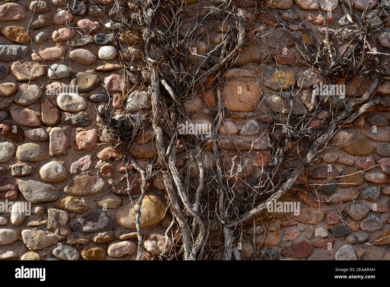 Eine Rebe wächst auf und klammert sich an die Außenwand eines aus Felsen gefertigten Hauses in Santa Fe, New Mexico. Stockfoto