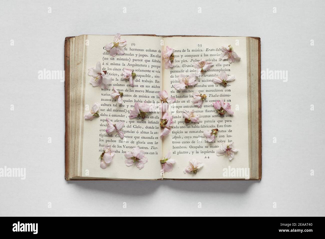 Altes Buch, in dem getrocknete kleine rosa Blüten erscheinen zwischen seinen offenen gelblichen Seiten. Blick von oben. Weißer Hintergrund. Stockfoto