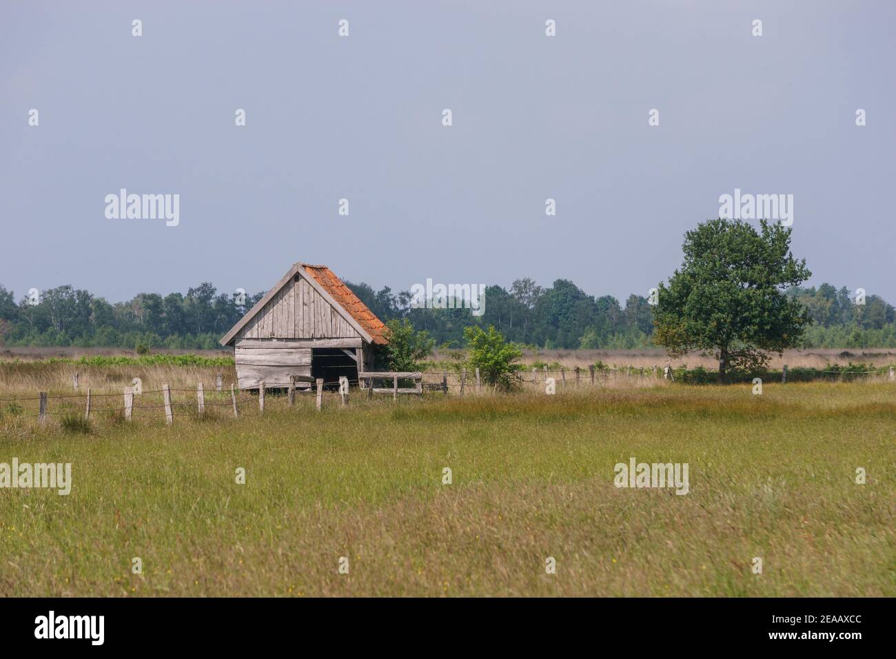 Graue Holzhütte in Moorlandschaft mit Zaun und Baum auf Wiese, Recker Moor, Deutschland Stockfoto