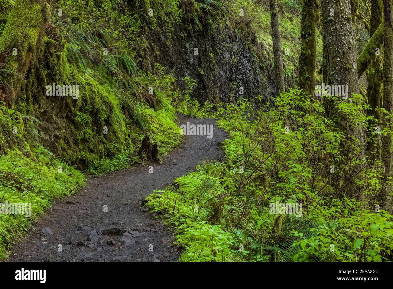 Sie wandern durch den üppigen grünen Wald des Silver Falls State Park, Oregon, USA Stockfoto