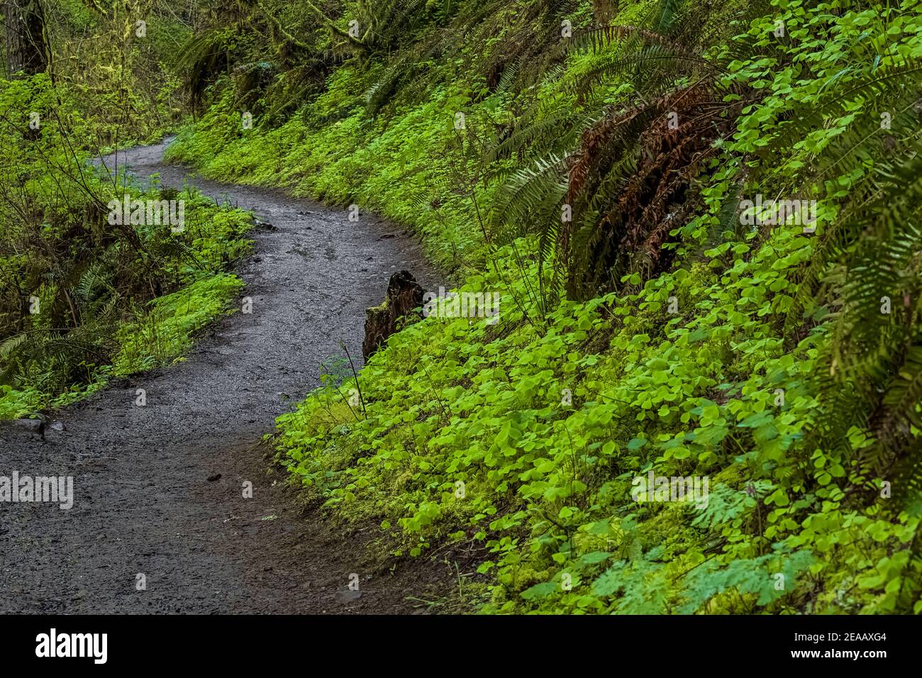 Sie wandern durch den üppigen grünen Wald des Silver Falls State Park, Oregon, USA Stockfoto