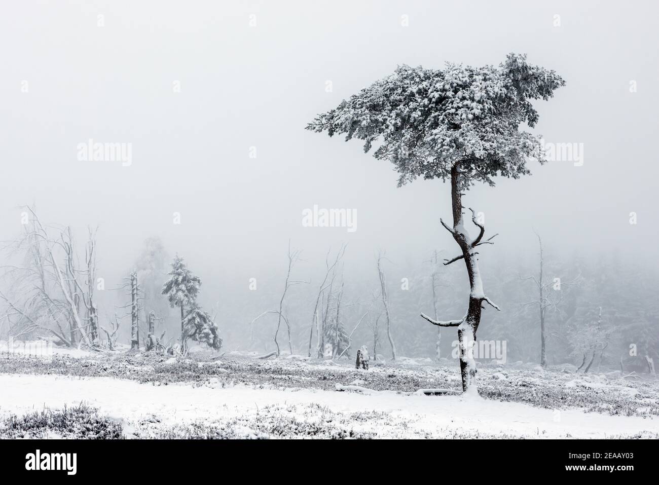 07. Dezember 2020, Winterberg, Sauerland, Nordrhein-Westfalen, Deutschland, Schneelandschaft auf dem Kahler Asten in Zeiten der Coronakrise während des zweiten Teils der Sperre. 00X201207D054CARO Stockfoto