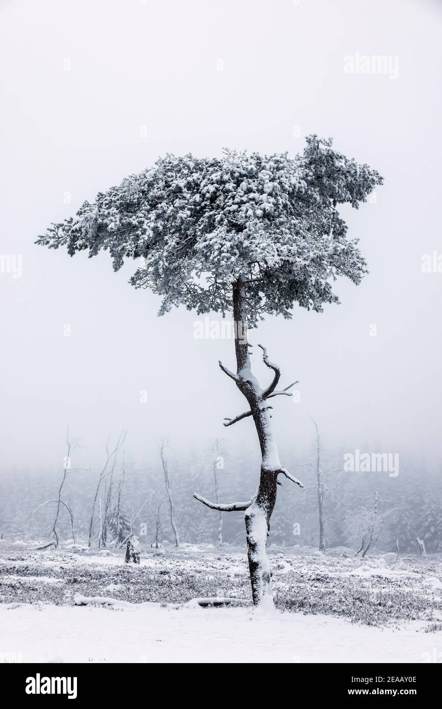 07. Dezember 2020, Winterberg, Sauerland, Nordrhein-Westfalen, Deutschland, Schneelandschaft auf dem Kahler Asten in Zeiten der Coronakrise während des zweiten Teils der Sperre. 00X201207D050CARO Stockfoto