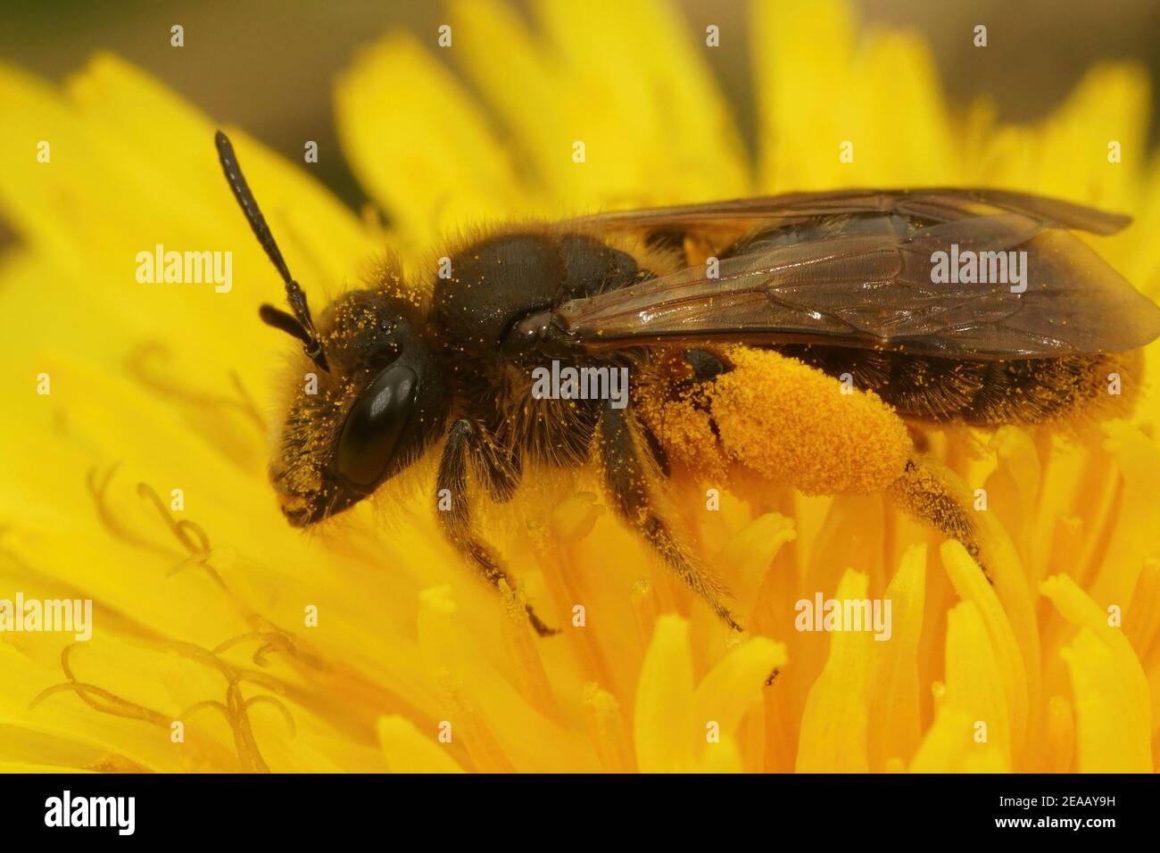 Andrena humilis ist ein Spezialist Bergbau Biene auf Löwenzahn Stockfoto