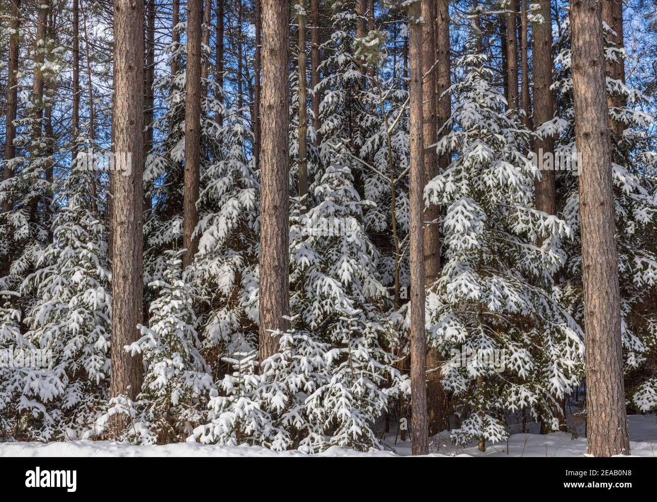 Eine wunderschöne Winterlandschaft aus roten Kiefern und Fichten im Norden von Wisconsin. Stockfoto