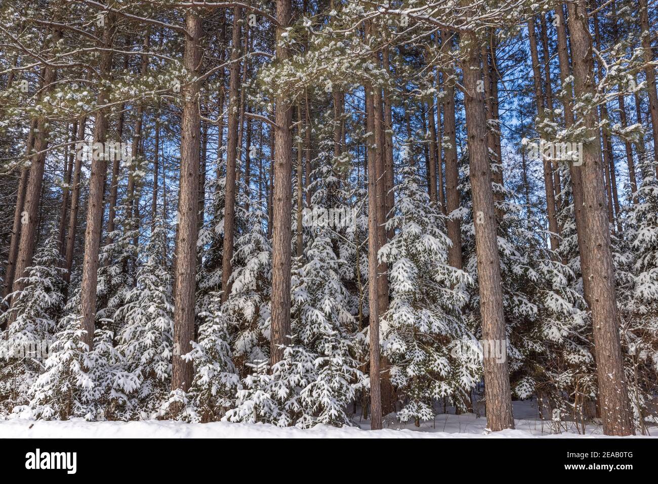 Eine wunderschöne Winterlandschaft aus roten Kiefern und Fichten im Norden von Wisconsin. Stockfoto