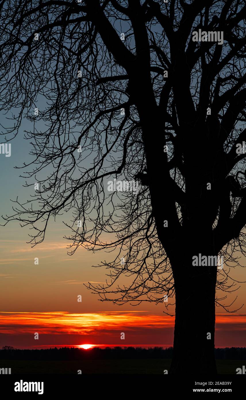 Alte Kastanie im Abendlicht, Neuhorst Stockfoto