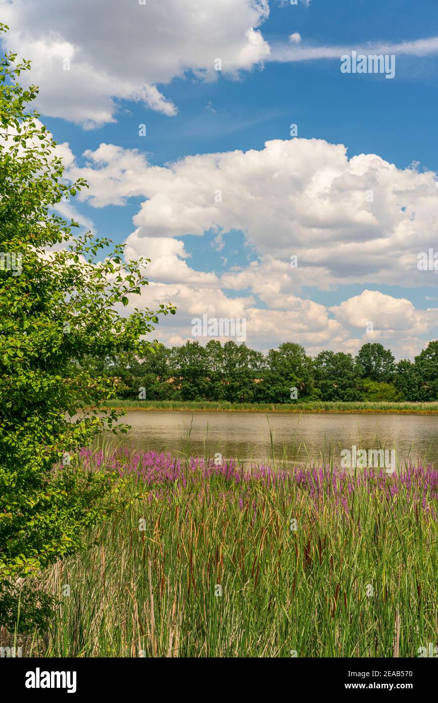 Windischleuba-Staudamm bei Windischleuba, Landkreis Altenburger Land, Thüringen, Deutschland Stockfoto