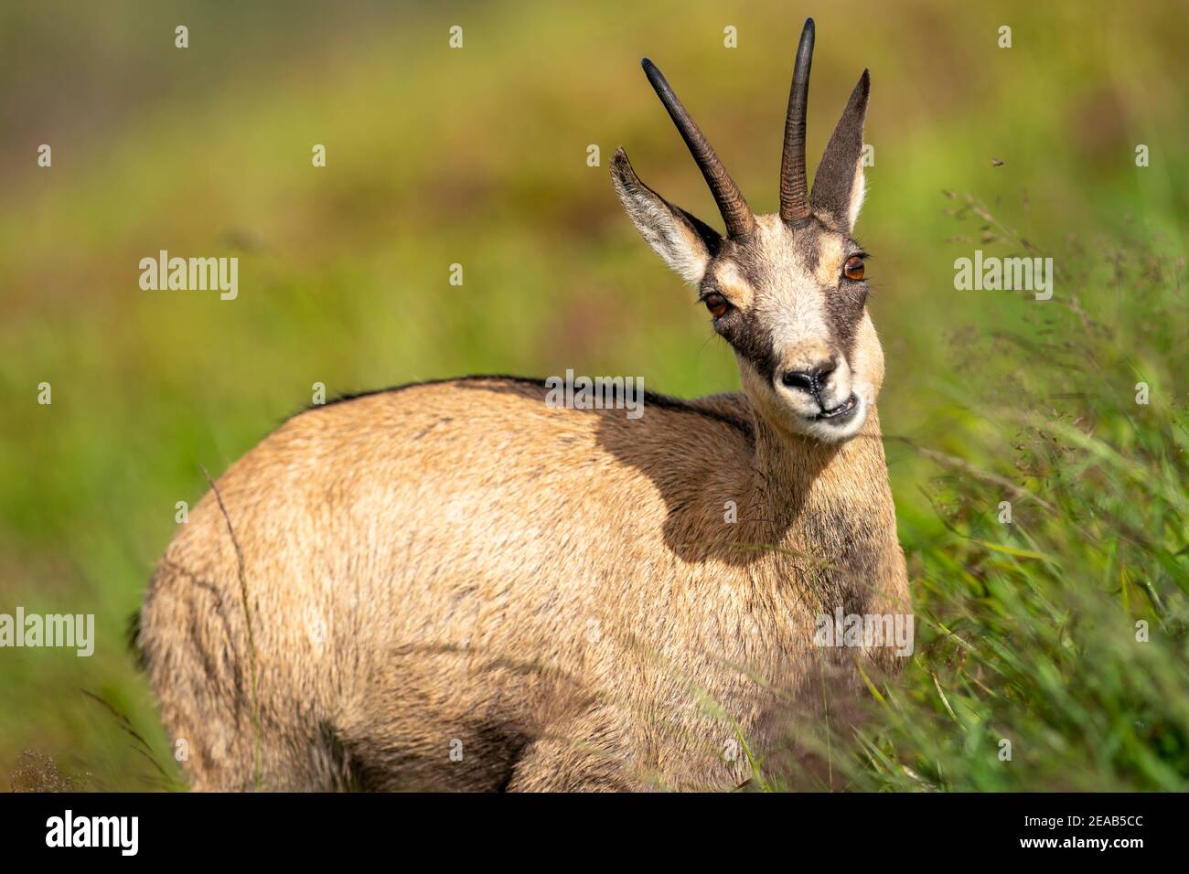 Die gämse (Rupicapra rupicapra), Wildlife, Vogesen, Frankreich Stockfoto Die gämse (Rupicapra rupicapra), Wildlife, Vogesen, Frankreich Stockfoto