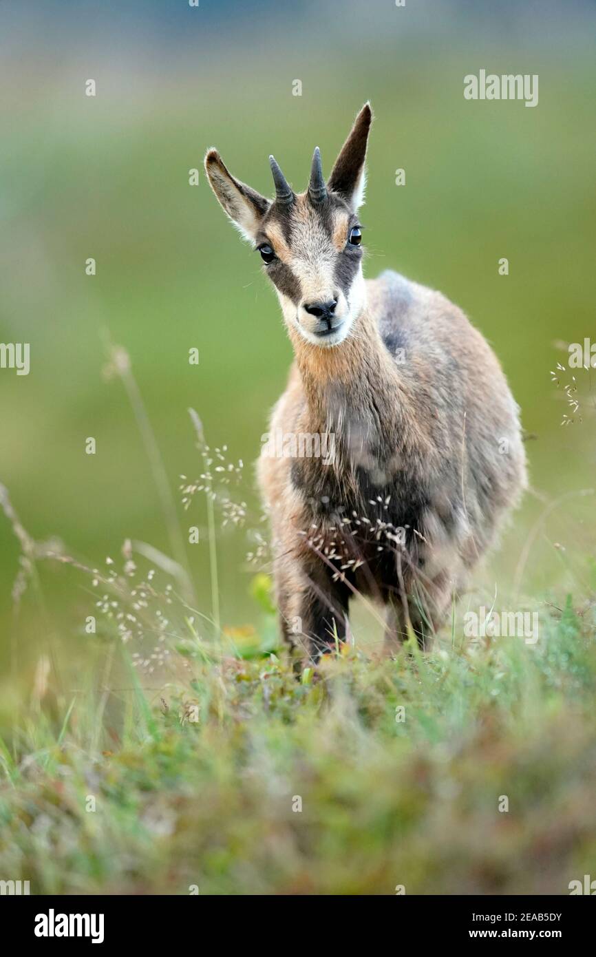 Die gämse (Rupicapra rupicapra), Wildlife, Vogesen, Frankreich Stockfoto Die gämse (Rupicapra rupicapra), Wildlife, Vogesen, Frankreich Stockfoto