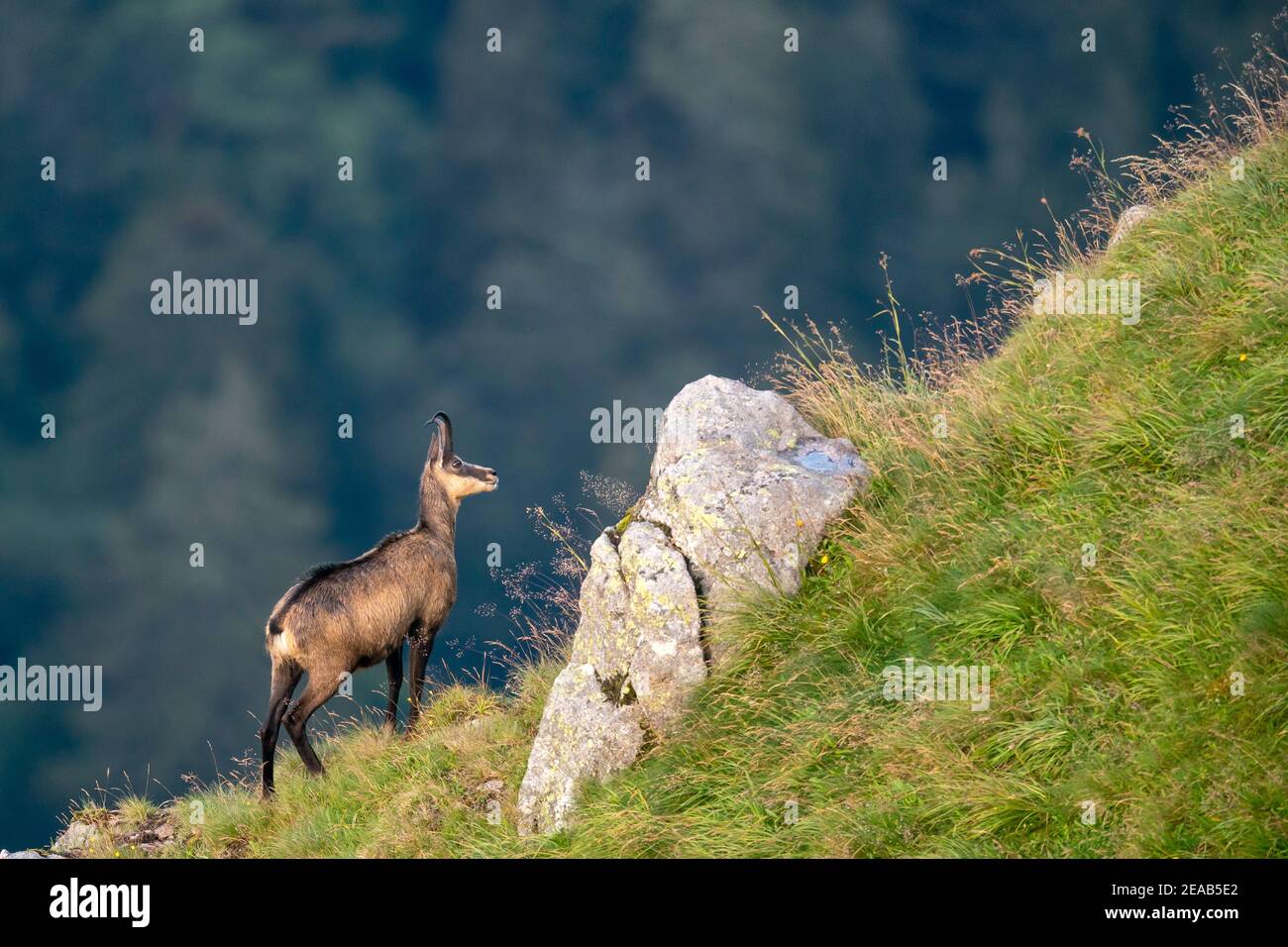 Die gämse (Rupicapra rupicapra), Wildlife, Vogesen, Frankreich Stockfoto Die gämse (Rupicapra rupicapra), Wildlife, Vogesen, Frankreich Stockfoto