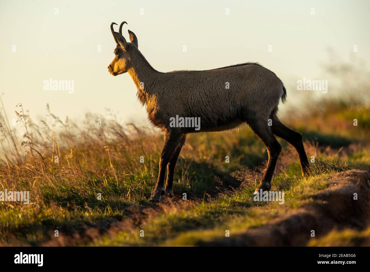 Die gämse (Rupicapra rupicapra), Wildlife, Vogesen, Frankreich Stockfoto Die gämse (Rupicapra rupicapra), Wildlife, Vogesen, Frankreich Stockfoto