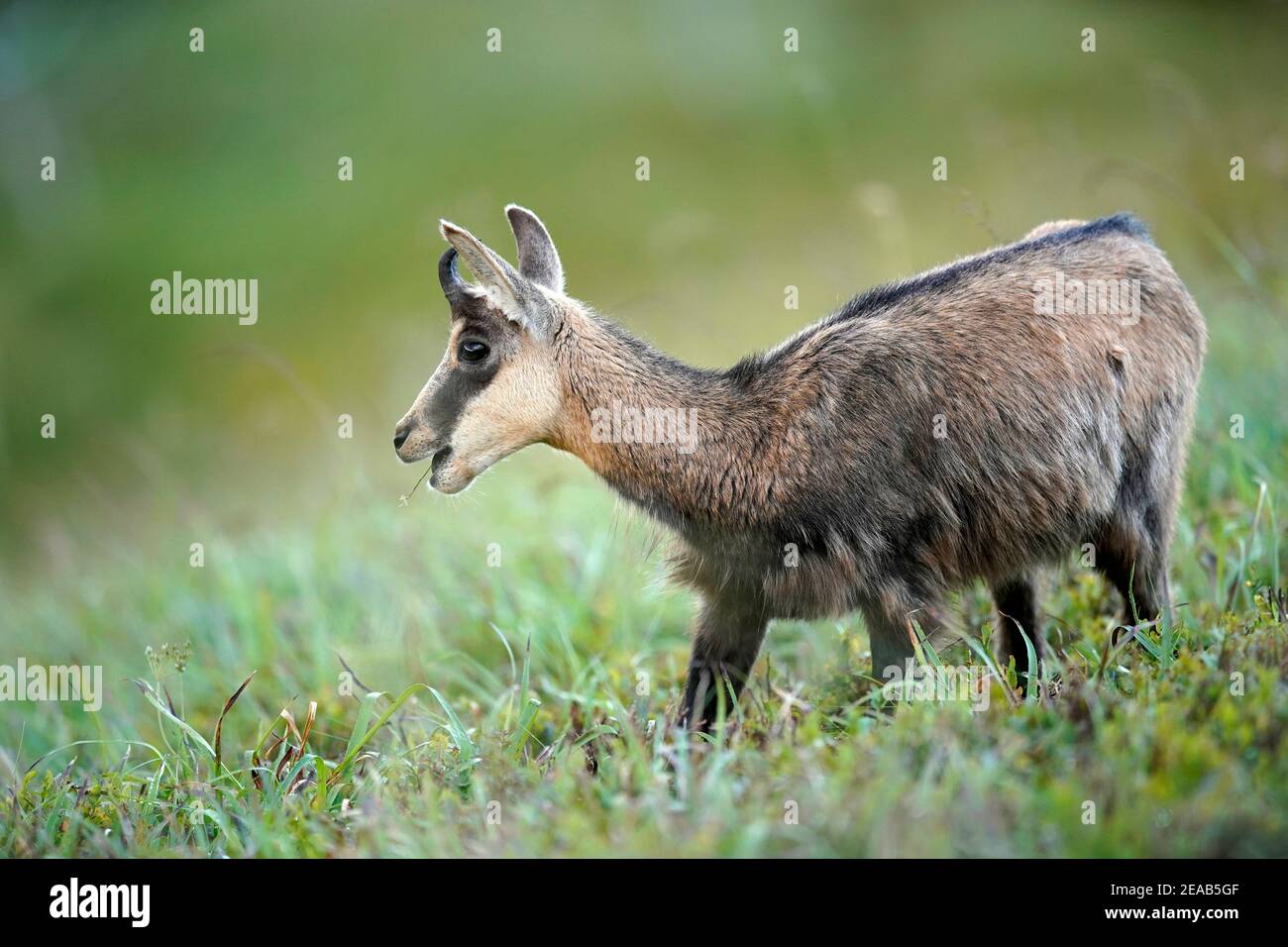 Die gämse (Rupicapra rupicapra), Wildlife, Vogesen, Frankreich Stockfoto Die gämse (Rupicapra rupicapra), Wildlife, Vogesen, Frankreich Stockfoto