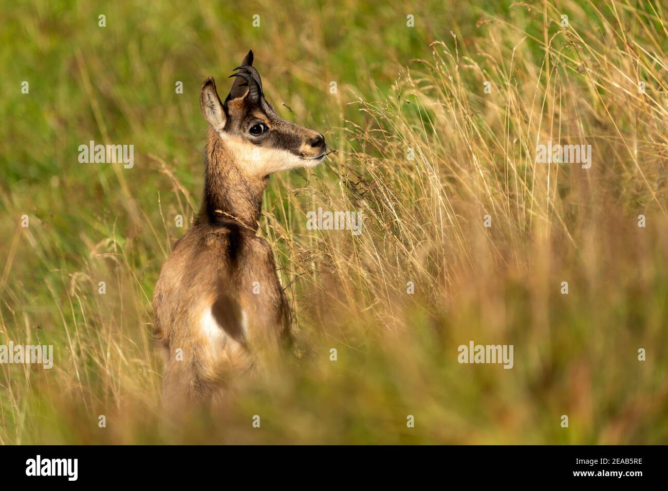 Die gämse (Rupicapra rupicapra), Wildlife, Vogesen, Frankreich Stockfoto Die gämse (Rupicapra rupicapra), Wildlife, Vogesen, Frankreich Stockfoto