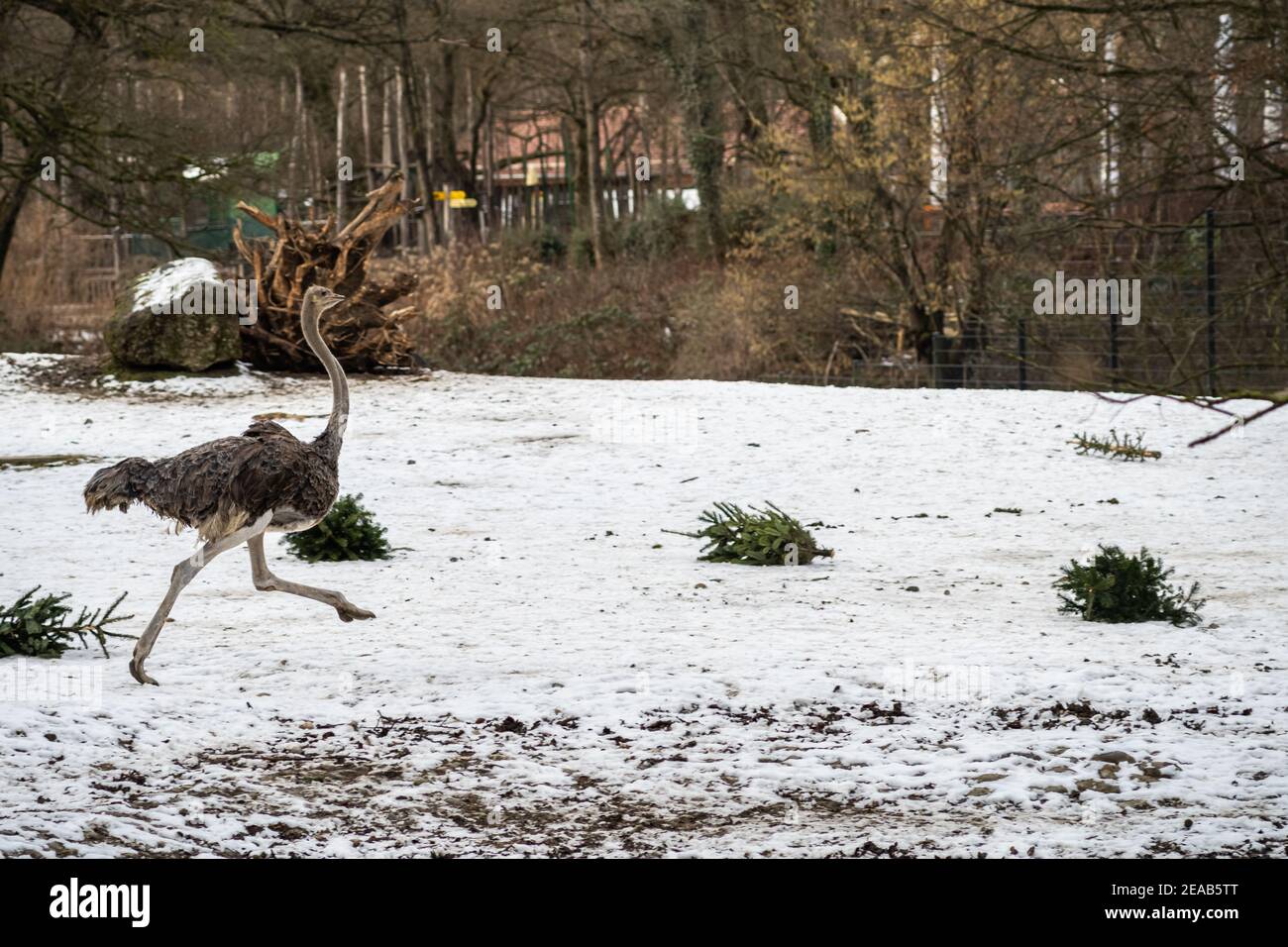 Winterzeit Strauß ist eine oder zwei Arten von großen flugunfreien Vögeln, die in Afrika heimisch sind, das einzige lebende Mitglied der Gattung Struthio. Stockfoto