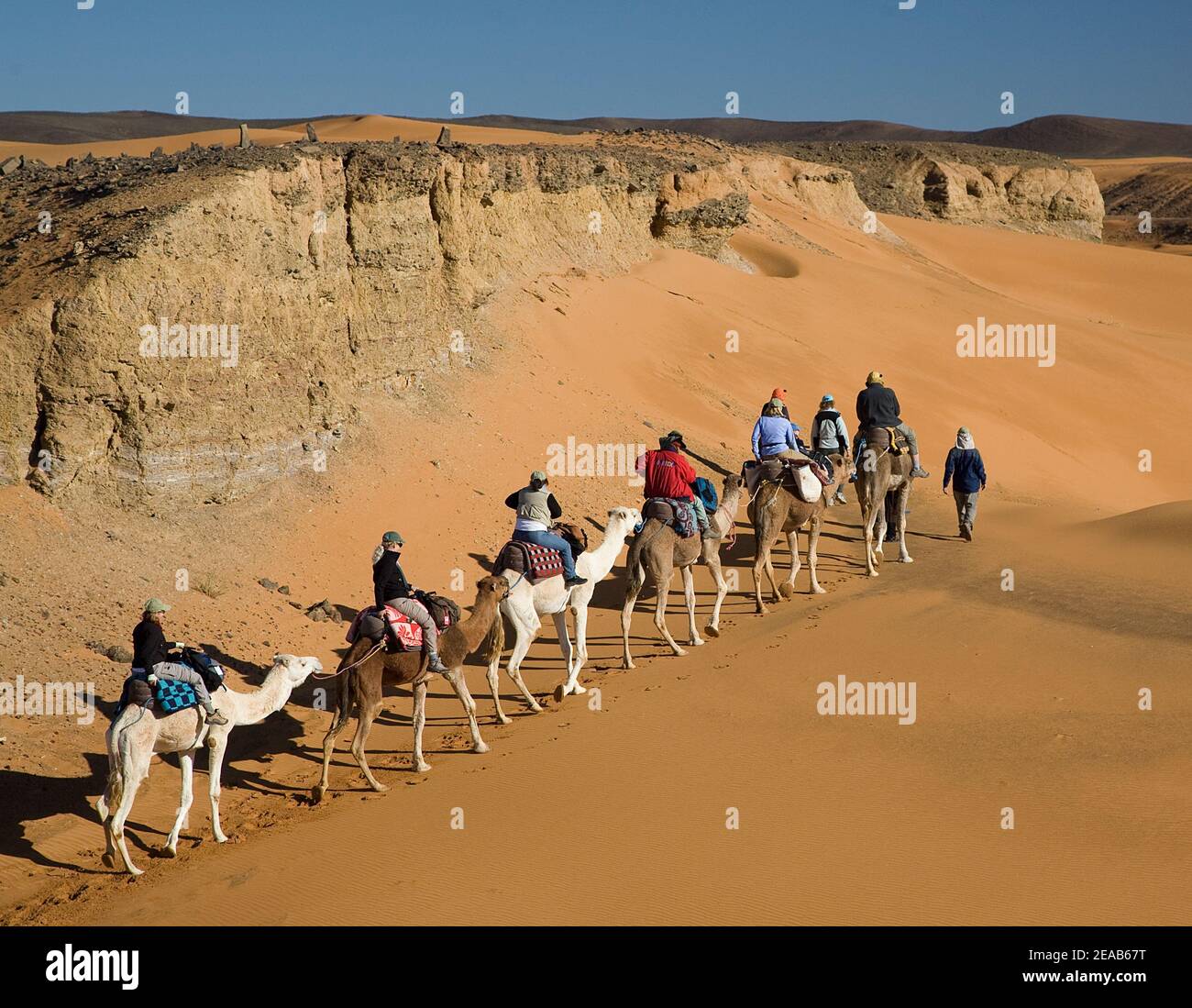 Kamel Trekking in Marokko Stockfoto