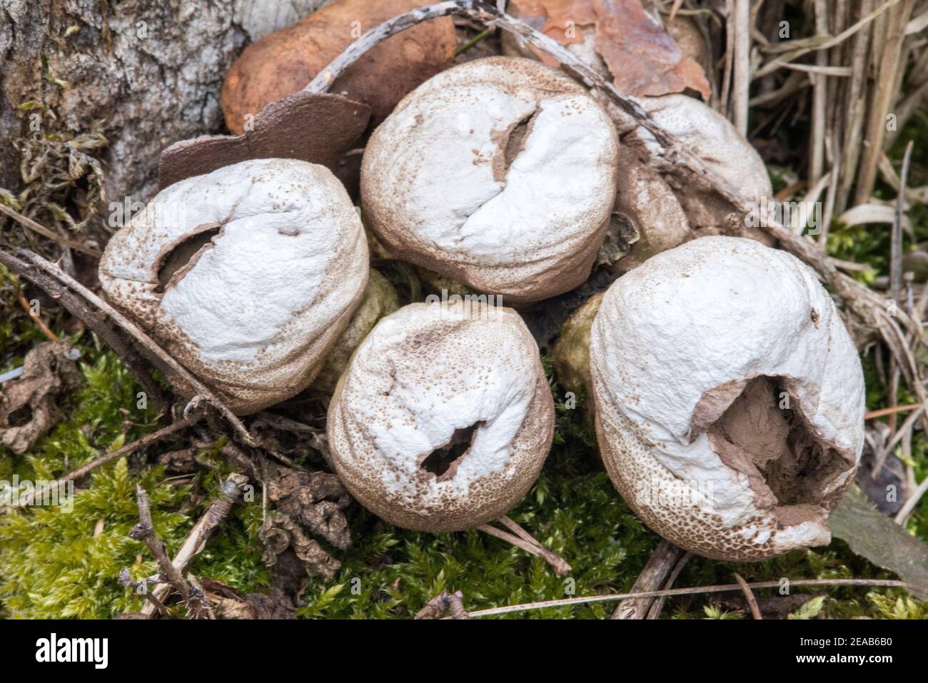 Dustball auf Waldboden Stockfoto