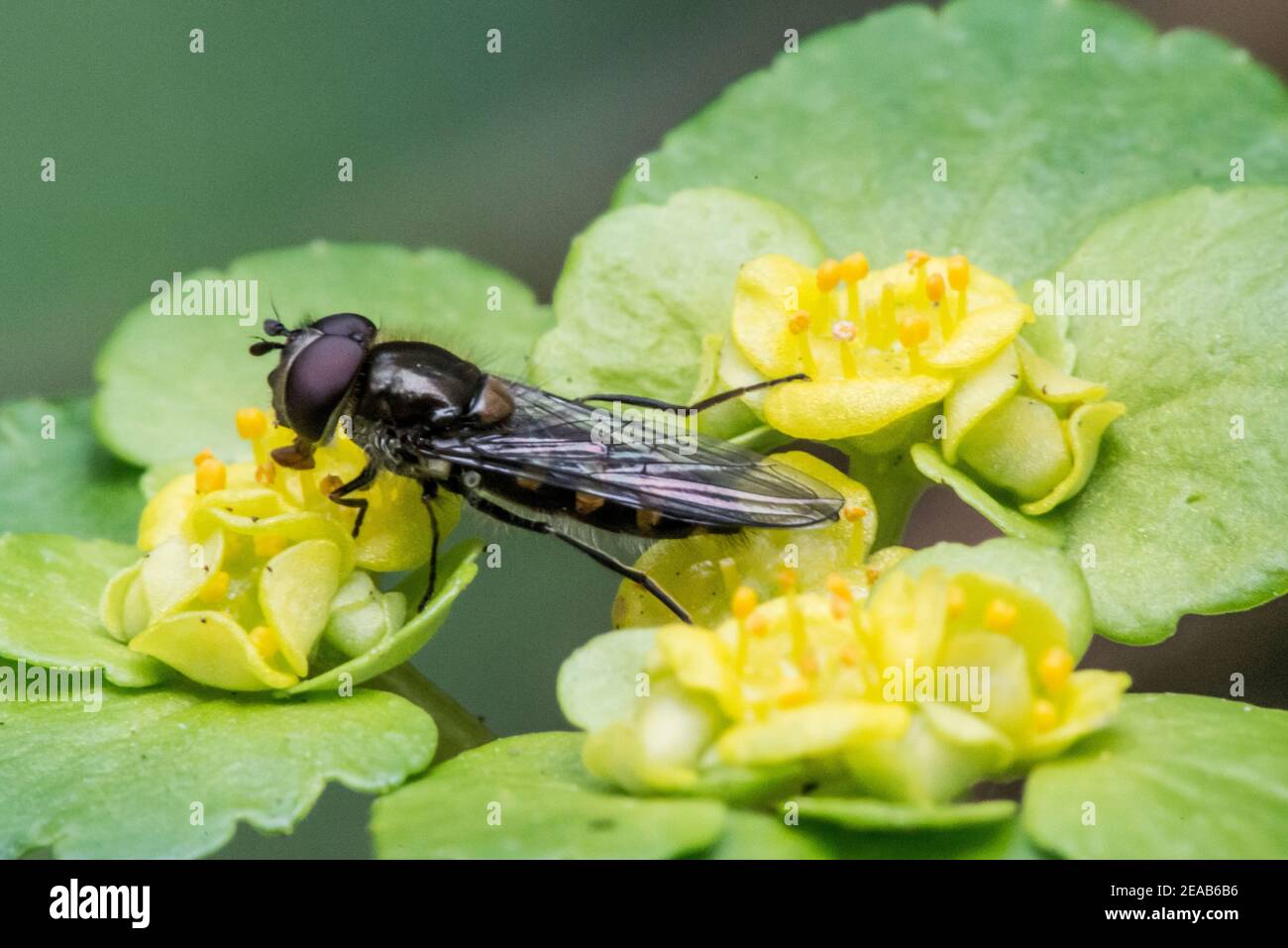 Gold Milz mit Fliege Stockfoto