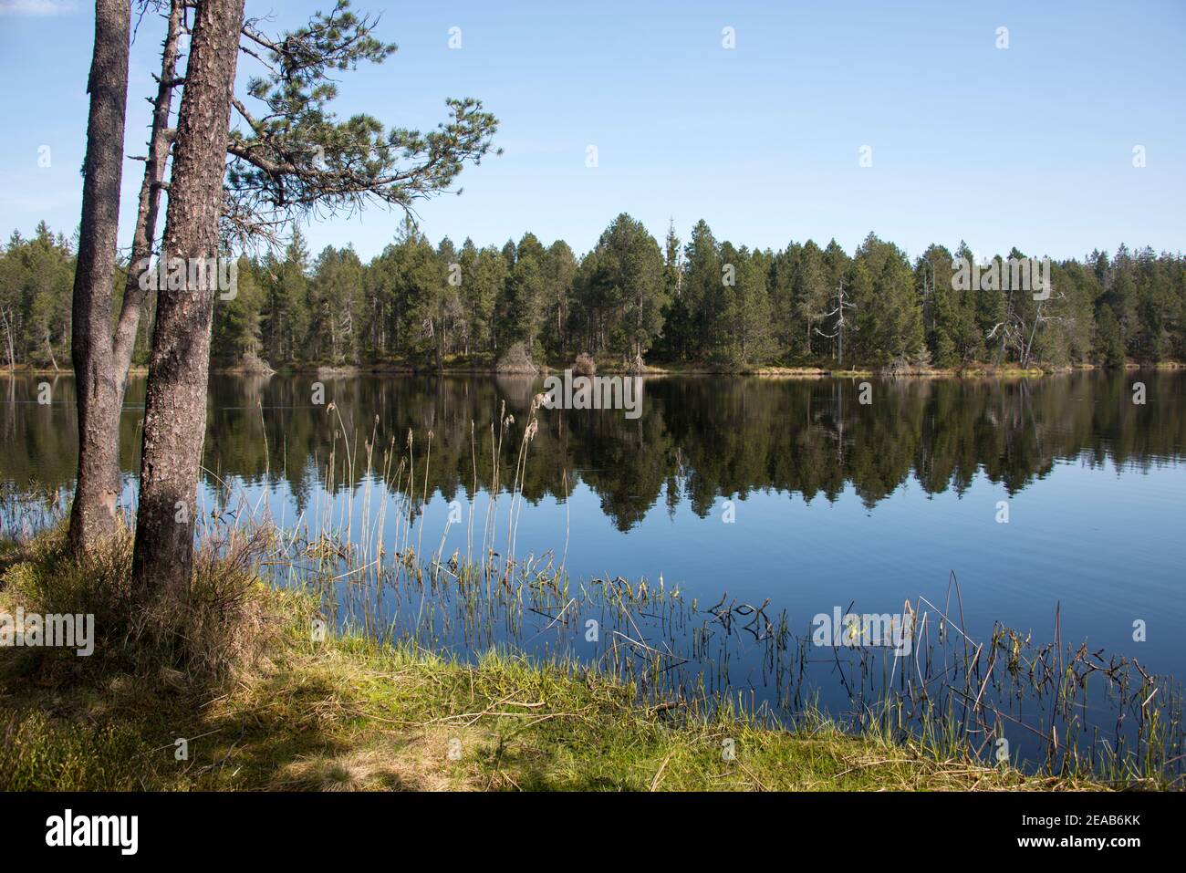 Etang de la Gruyeré Moorsee, Jura, Schweiz Stockfoto