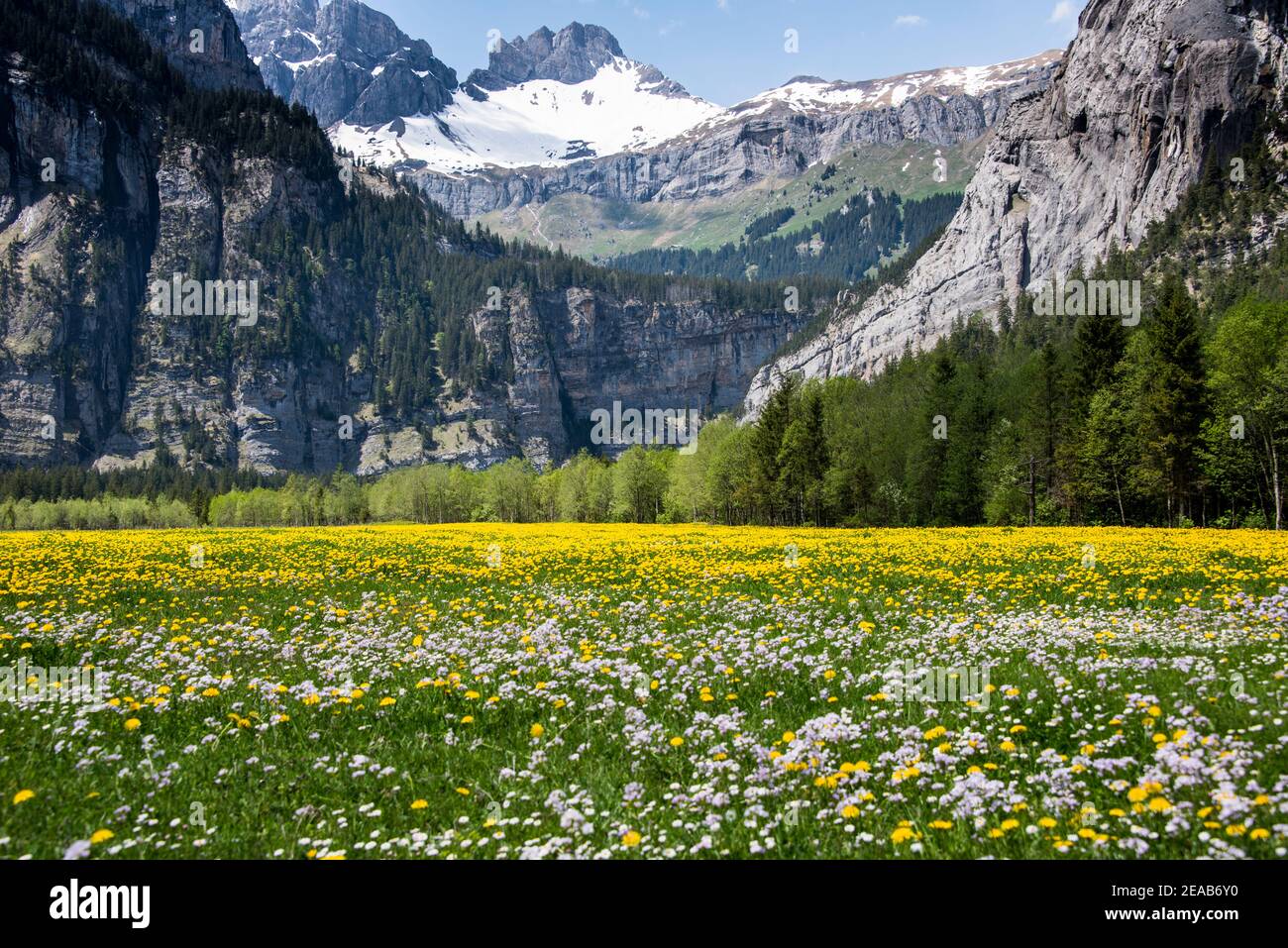 Blumenwiese in den Bergen, Gasterntal, Schweiz Stockfoto