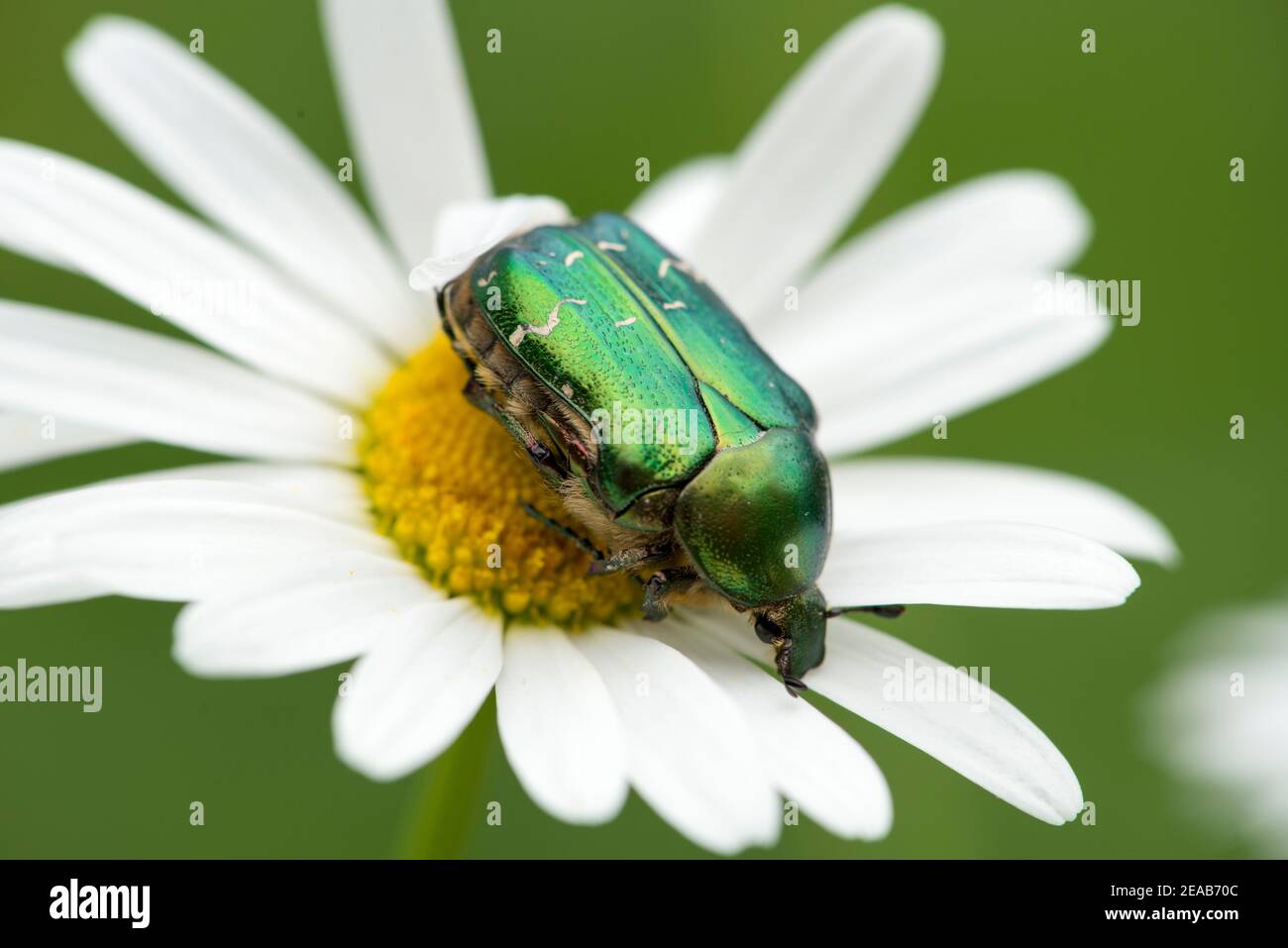 Glänzender Rosenkäfer auf Gänseblümchen Stockfoto