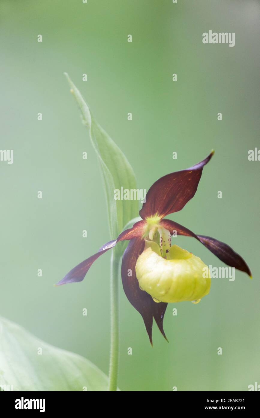 Lady's Slipper, native Orchidee Stockfoto