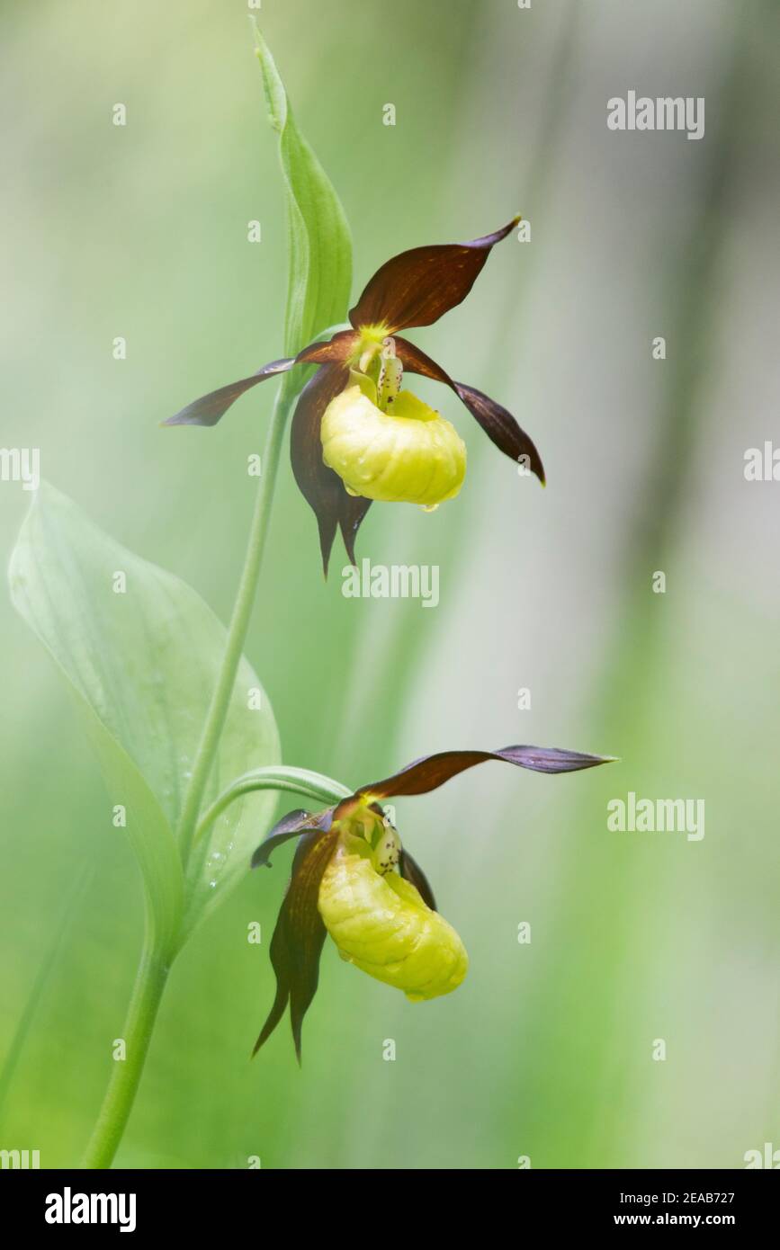 Lady's Slipper, native Orchidee Stockfoto