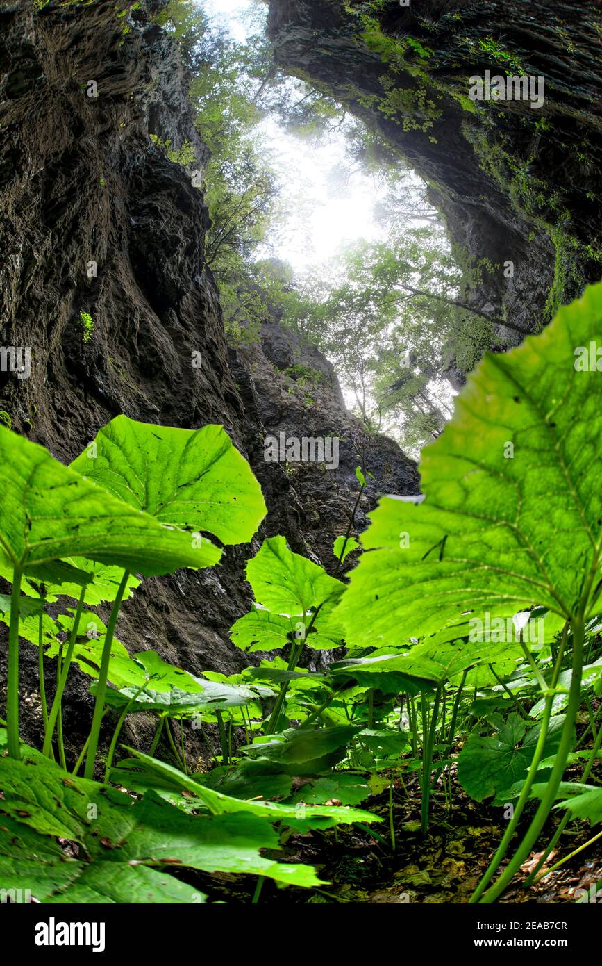 Schlucht mit grünen Blättern, Jura, Schweiz Stockfoto