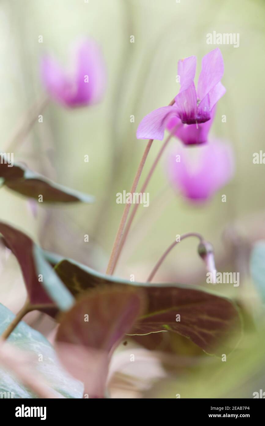Alpenveilchen im Wald Stockfoto