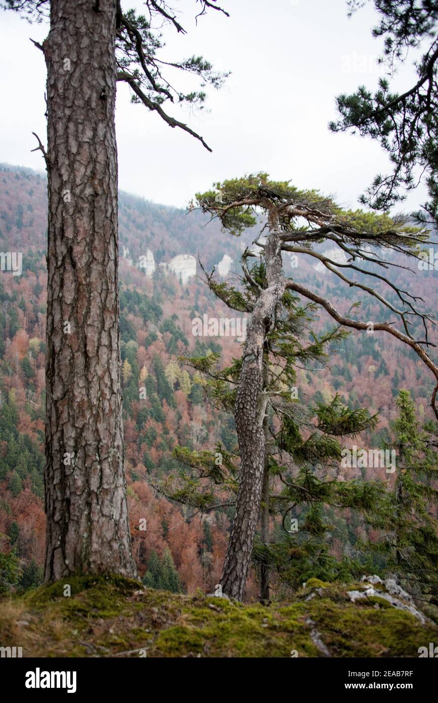 Kiefer Stamm im Herbst Stockfoto